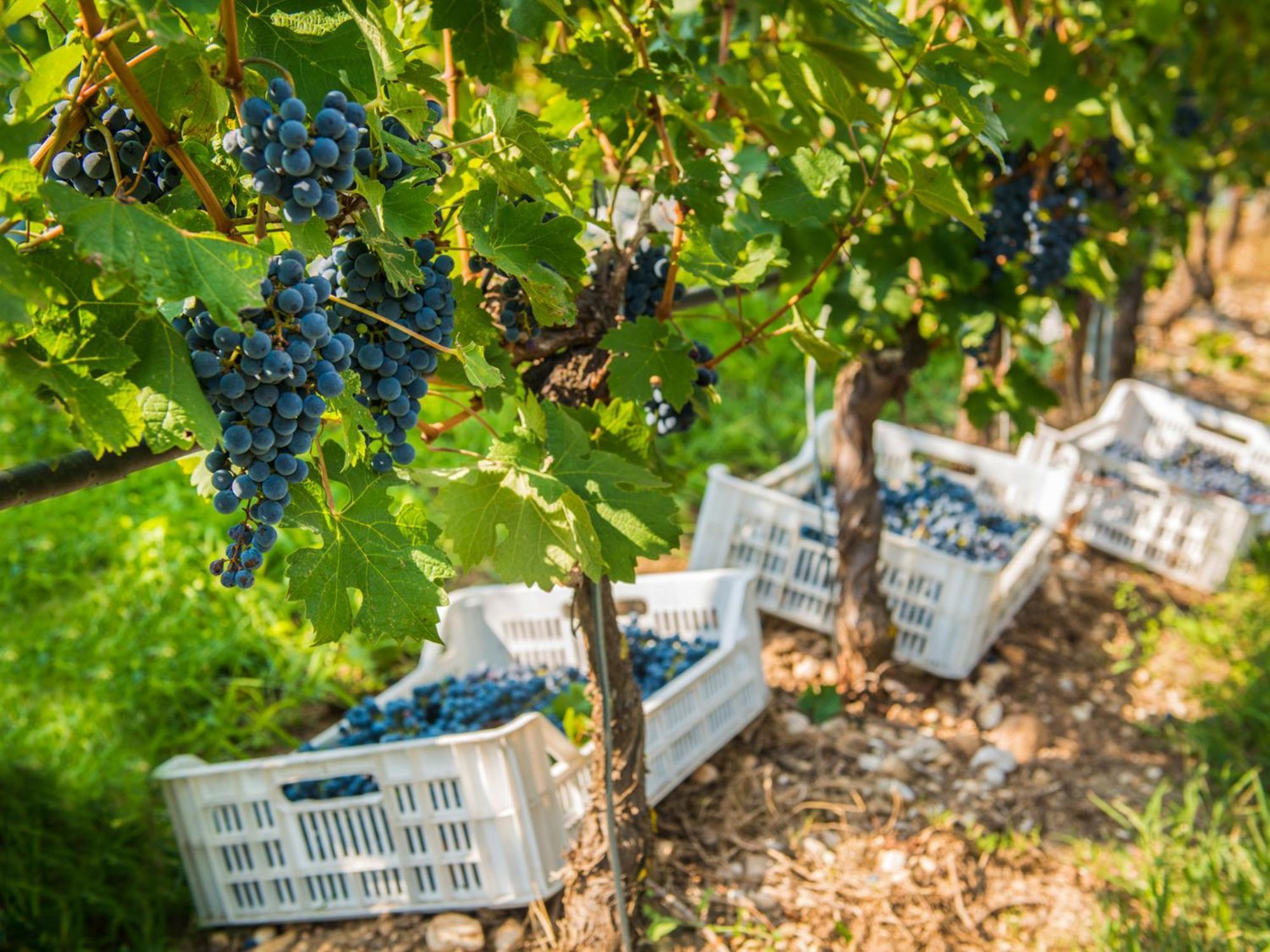 Tenuta La Presa Caprino Veronese Zewnętrze zdjęcie